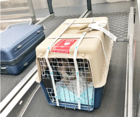 江苏宠物托运 宠物托运公司 机场宠物托运 宠物空运